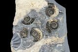 Ammonite (Promicroceras) Cluster - Marston Magna, England #176365-1